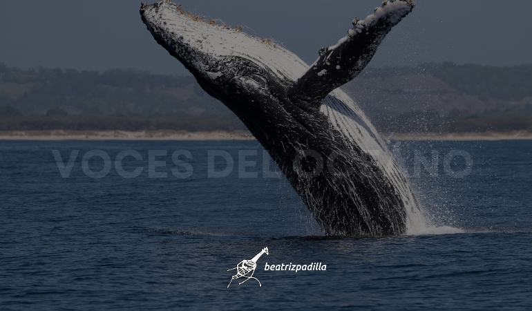 Voices of the Ocean - Environmental Advocacy